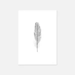 Illustration of a single feather on white background.
