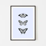 Framed illustration of three black and white butterflies.