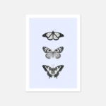 Three black and white butterflies illustration