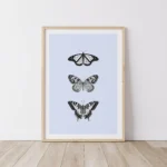 Framed monochrome butterfly illustrations on light wall background.