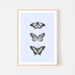 Framed illustration of three black and white butterflies - timber frame