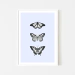Framed illustration of three black and white butterflies - white frame