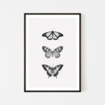 Framed black and white butterfly illustrations on wall - black frame