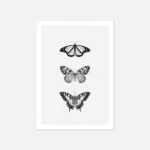 Illustration of three black and white butterflies.