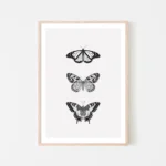 The Butterfly Trio - Posh Cream