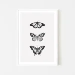 The Butterfly Trio - Posh Cream