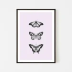 Framed black-and-white butterfly illustrations on pastel background - black frame